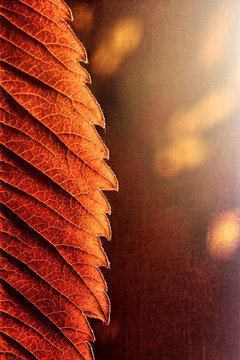 Autumn leaf, close-up