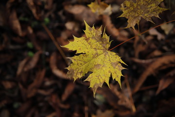 autumn leaves