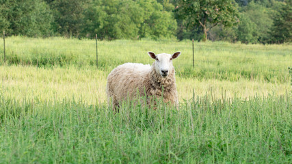 Obraz premium Blueface Leister Sheep Standing in Tall Grass