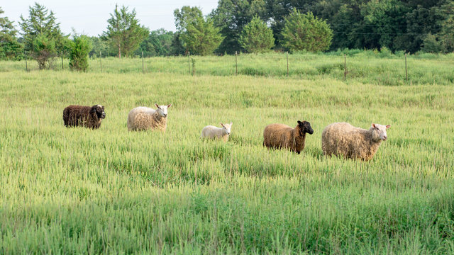 Line of Sheep Walking Through Tall Grass
