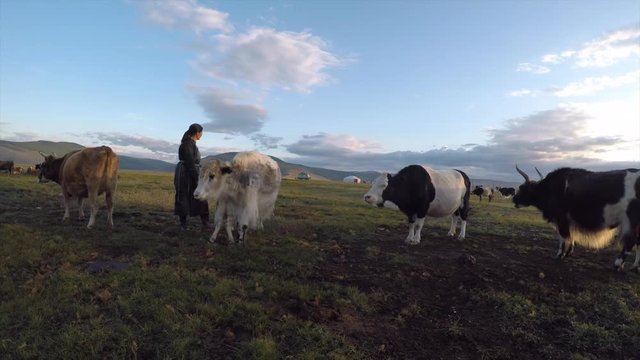 Mongolian nomad woman milking her yaks and cows in early morning