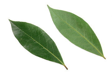 laurel leaf isolated on white background. Fresh bay leaves. Top view