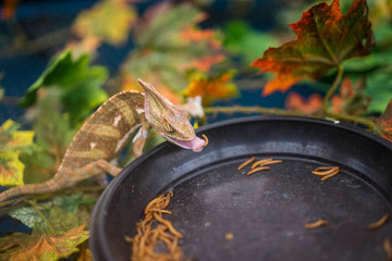 chameleon