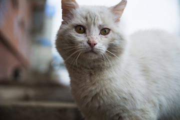 White homeless cat