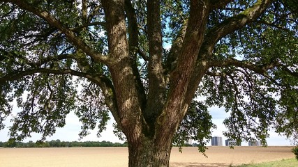 Tree near Waldhäuser Ost in Tübingen