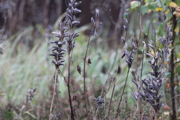 Wild Seeds, Finlandia - 180768593