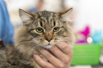 Close-up of Maine coon,