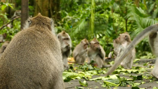 Wild monkeys are eating in Monkeyforest, Ubud, Bali, Indonesia