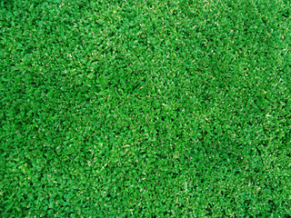 Fototapeta premium The Fresh Green leaves