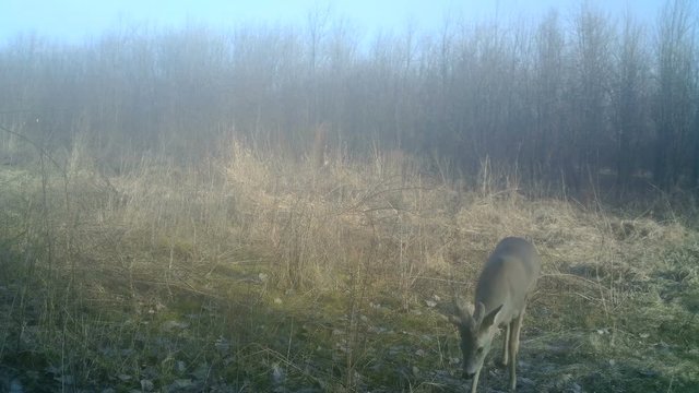 Roe deer (Capreolus capreolus) eats grass on a forest in a foggy sunrise