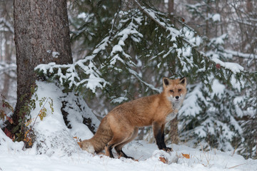 Red Fox