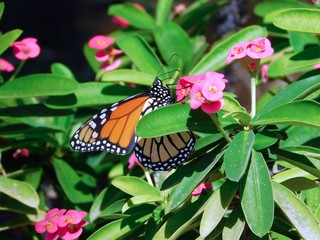 Monarch Schmetterling auf Fuerteventura