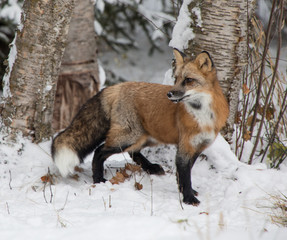 Fototapeta premium Red Fox