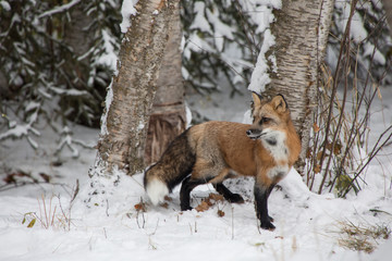 Red Fox