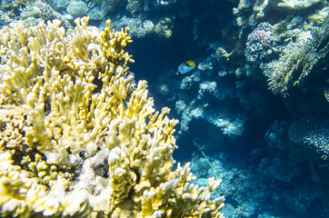 Naklejka na ściany i meble Corals under water and swimming fish