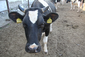 Корова в коровнике