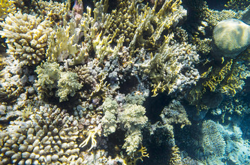 Fototapeta na wymiar Multicolored bundles of coral on the seabed