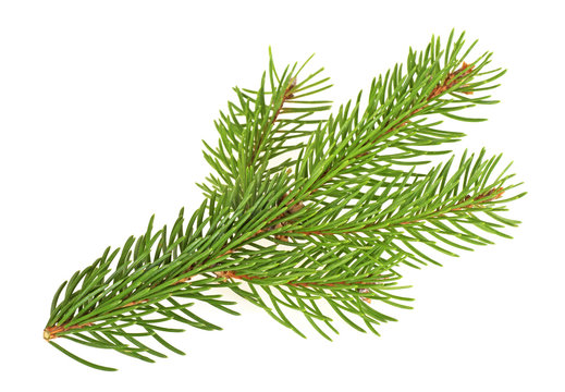 Branch of Christmas tree isolated on a white background