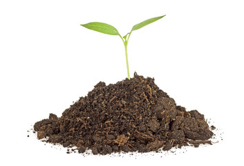 Young plant with humus isolated on white background