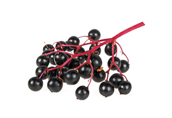 Close-up of bunch black elderberry on a white background, Sambucus nigra