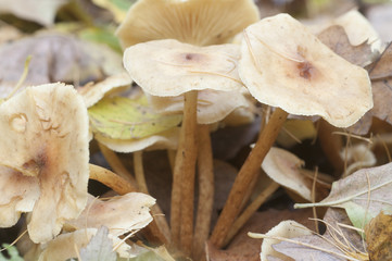 Pholiota lubrica mushrooms