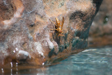 wasp on the edge of water