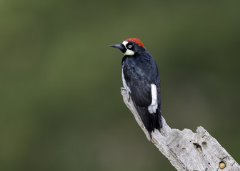 Acorn Woodpecker (melanerpes formicivorus,)