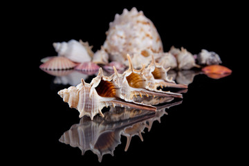 Sea shells conch isolated on black background .