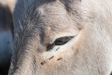 Fototapeta premium donkey eye