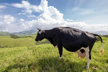 Crédence de cuisine en verre imprimé Vache cows in costa rica's fields