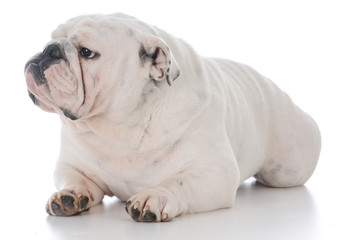 male english bulldog