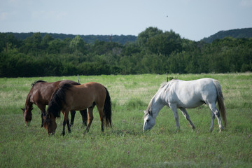 Obraz na płótnie Canvas horses grazing