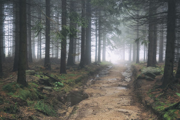 Misty and dim conifer forest in mountains