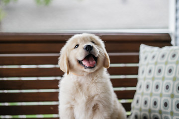 Golden Retriever Puppy - Powered by Adobe