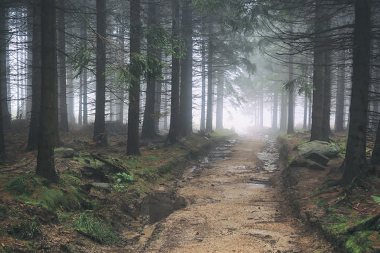 Fototapeta Misty and dim conifer forest in mountains