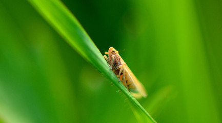 Cicada on leaf