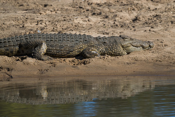 Nile Crocodryle