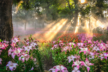 Pink lily in spray water and the mist in morning with warm sunlight. Nature background