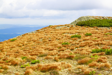 Fototapeta na wymiar Yellow grass field in Karkonosze Mountains in Poland