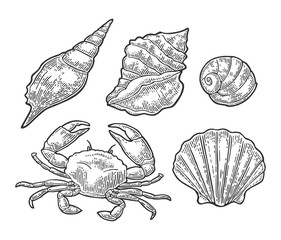 Crab and shell. Vector engraving