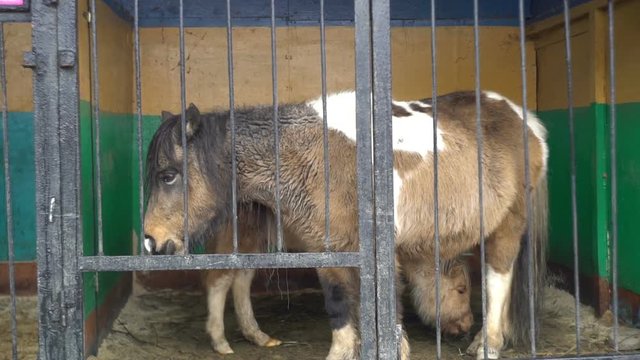 caged animals,