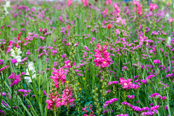 field of blooming pink snapdragon flower