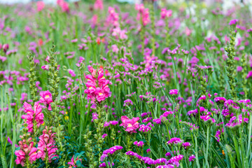 field of blooming pink snapdragon flower