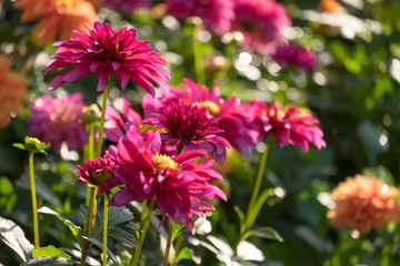 Fototapeta premium Red Dahlia flower. Nature background