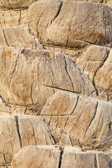 Closeup view on the trunk of the date palm tree. Texture.