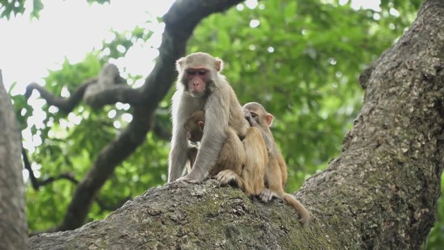 A female macaque with two cubs on a tree. Jungle of Asia. Wild monkeys live in the forests of Nepal and India.