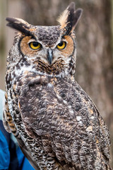 Owl - World Bird Santuary