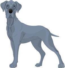 Fototapeta premium Great Danes Dog