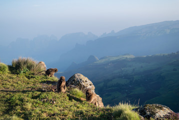 Group of Gelada Monkeys in the Simien Mountains, Ethiopia