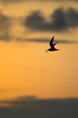 Fototapeta na wymiar silhouette of a bird in flight flying with a fish in its beak on sunset background/tern silhouette in flight with prey in its beak